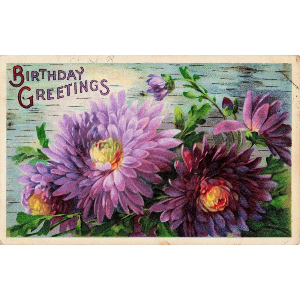 Vtg 1911 Birthday Greetings Postcard Purple Chrysanthemums Germany Serie 5500
